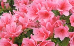 Coral Bells Azalea - 1 Gallon Pot -Plant Lover House Shop Azalea Coral Bells
