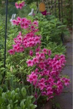 Orchid Showers Deja Bloom Azalea - 1 Gallon Pot -Plant Lover House Shop Azalea Deja Bloom Orchid Showers 5