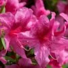 Orchid Showers Deja Bloom Azalea - 1 Gallon Pot -Plant Lover House Shop Azalea Deja Bloom Orchid Showers 6