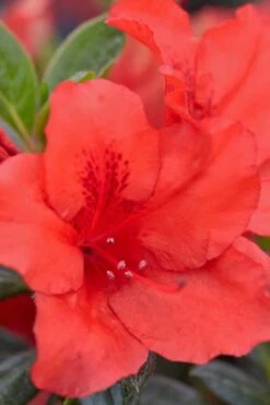 Red Tiara Deja Bloom Azalea - 1 Gallon Pot 9 Red Tiara Deja Bloom Azalea - 1 Gallon Pot -Plant Lover House Shop Azalea Deja Bloom Red Tiara 4