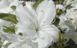 Delaware Valley White Azalea - 6 Pack Of 1 Gallon Pots 11 Delaware Valley White Azalea - 6 Pack Of 1 Gallon Pots -Plant Lover House Shop Azalea Delaware Valley White 2 1