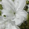 Delaware Valley White Azalea - 1 Gallon Pot 2 Delaware Valley White Azalea - 1 Gallon Pot -Plant Lover House Shop Azalea Delaware Valley White 500x750 1