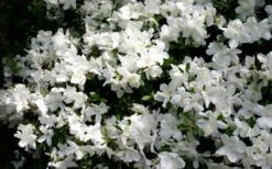 Delaware Valley White Azalea - 6 Pack Of 1 Gallon Pots 12 Delaware Valley White Azalea - 6 Pack Of 1 Gallon Pots -Plant Lover House Shop Azalea Deleware Valley White Bloom 1