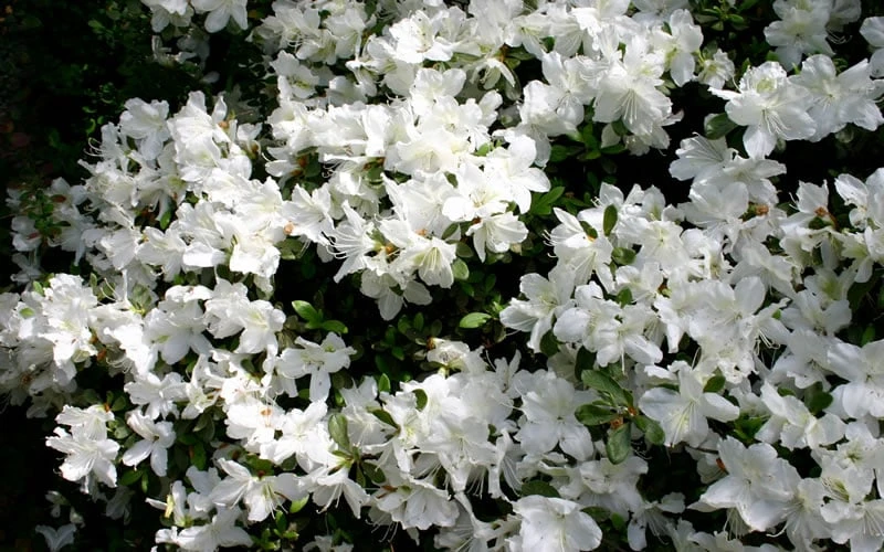 Delaware Valley White Azalea - 6 Pack Of 1 Gallon Pots 7 Delaware Valley White Azalea - 6 Pack Of 1 Gallon Pots - Image 5