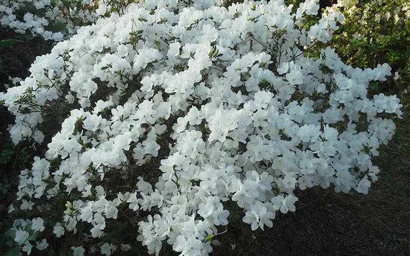 Delaware Valley White Azalea - 6 Pack Of 1 Gallon Pots 8 Delaware Valley White Azalea - 6 Pack Of 1 Gallon Pots - Image 6