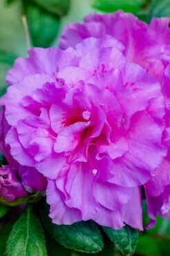 Autumn Majesty Encore Azalea - 6 Pack Of 1 Gallon Pots -Plant Lover House Shop Azalea Encore Autumn Majesty 12