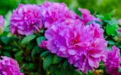 Autumn Majesty Encore Azalea - 6 Pack Of 1 Gallon Pots -Plant Lover House Shop Azalea Encore Autumn Majesty 13