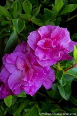 Autumn Majesty Encore Azalea - 6 Pack Of 1 Gallon Pots -Plant Lover House Shop Azalea Encore Autumn Majesty 5