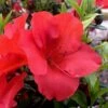 Fireside Red Bloom 'N Again Azalea - 2 Gallon Pot -Plant Lover House Shop Azalea Fireside Red 20 rev