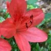 Flame Creeper Dwarf Spreading Azalea - 3 Gallon Pot 1 Flame Creeper Dwarf Spreading Azalea - 3 Gallon Pot -Plant Lover House Shop Azalea Flame Creeper 10