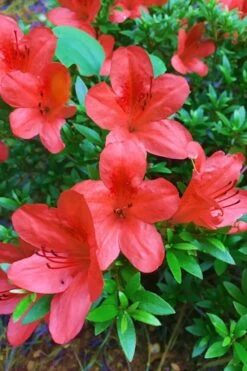 Flame Creeper Dwarf Spreading Azalea - 3 Gallon Pot 9 Flame Creeper Dwarf Spreading Azalea - 3 Gallon Pot -Plant Lover House Shop Azalea Flame Creeper 11