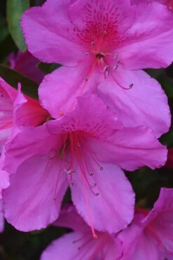 Formosa Southern Indica Azalea - 1 Gallon Pot -Plant Lover House Shop Azalea Formosa 500x750 1