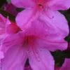 Formosa Southern Indica Azalea - 7 Gallon Pot -Plant Lover House Shop Azalea Formosa 500x750 2