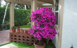 Formosa Southern Indica Azalea - 7 Gallon Pot -Plant Lover House Shop Azalea Formosa Container 1