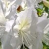 Mrs. G.G. Gerbing White Southern Indica Azalea - 7 Gallon Pot 1 Mrs. G.G. Gerbing White Southern Indica Azalea - 7 Gallon Pot -Plant Lover House Shop Azalea G G Gerbing 500x750 1