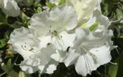 Girard's Pleasant White Azalea - 1 Gallon Pot 12 Girard's Pleasant White Azalea - 1 Gallon Pot -Plant Lover House Shop Azalea Girards Pleasant White
