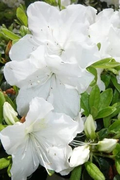 Girard's Pleasant White Azalea - 1 Gallon Pot 13 Girard's Pleasant White Azalea - 1 Gallon Pot -Plant Lover House Shop Azalea Girards Pleasant White 500x750 1