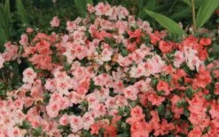Hilda Niblett Azalea - 1 Gallon Pot -Plant Lover House Shop Azalea Hilda Niblet Flowers 2 1