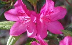 Judge Solomon Southern Indica Azalea - 1 Gallon Pot -Plant Lover House Shop Azalea Judge Solomon 50 1