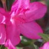 Judge Solomon Southern Indica Azalea - 1 Gallon Pot -Plant Lover House Shop Azalea Judge Solomon 500x750 2