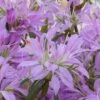 Koromo Shikibu Purple Spider Azalea - 6 Pack Of 1 Gallon Pots -Plant Lover House Shop Azalea Koromo Shikibu 1
