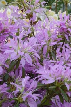 Koromo Shikibu Purple Spider Azalea - 3 Gallon Pot -Plant Lover House Shop Azalea Koromo Shikibu 2 1