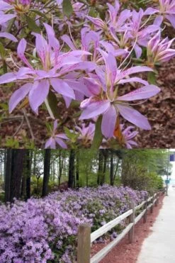 Koromo Shikibu Purple Spider Azalea - 3 Gallon Pot -Plant Lover House Shop Azalea Koromo Shikibu 9 1