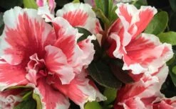 Mardi Gras Southern Indica Azalea - 1 Gallon Pot -Plant Lover House Shop Azalea Mardi Gras 2 1