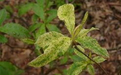 Dons Variegated Native Azalea - Rhododendron - 1 Gallon Pot -Plant Lover House Shop Azalea Native Dons Variegated 3