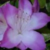 Nuccio's Voodoo Azalea - 3 Gallon Pot 2 Nuccio's Voodoo Azalea - 3 Gallon Pot -Plant Lover House Shop Azalea Nuccios Voodoo 2 2