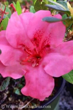 Pink Explosion Bloom 'N Again Azalea - 2 Gallon Pot -Plant Lover House Shop Azalea Pink Explosion Bloom N Again 20