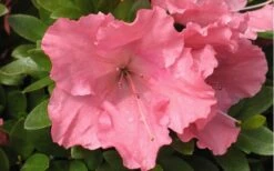 Gumpo Pink Dwarf Azalea - 2 Gallon Pot -Plant Lover House Shop Azalea Pink Gumpo 1