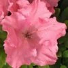 Gumpo Pink Dwarf Azalea - 2 Gallon Pot -Plant Lover House Shop Azalea Pink Gumpo 500x750 2