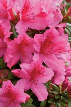 Pride Of Mobile Azalea - 1 Gallon Pot -Plant Lover House Shop Azalea Pride Of Mobile 500x750 1