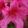 Pride Of Mobile Azalea - 1 Gallon Pot 1 Pride Of Mobile Azalea - 1 Gallon Pot -Plant Lover House Shop Azalea Pride of Mobile 13