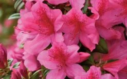 Pride Of Mobile Azalea - 1 Gallon Pot -Plant Lover House Shop Azalea Pride of Mobile 15