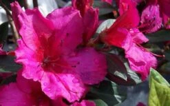 Red Formosa Azalea - 6 Pack Of 1 Gallon Pots -Plant Lover House Shop Azalea Red Formosa 2