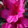 Red Formosa Azalea - 6 Pack Of 1 Gallon Pots 1 Red Formosa Azalea - 6 Pack Of 1 Gallon Pots -Plant Lover House Shop Azalea Red Formosa 5 2
