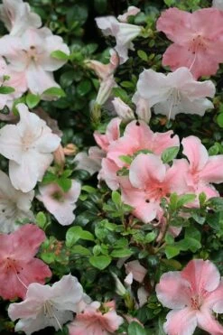 Sir Robert Dwarf Azalea - 6 Pack Of 1 Gallon Pots -Plant Lover House Shop Azalea Sir Robert 12 1