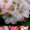 Sir Robert Dwarf Azalea - 1 Gallon Pot -Plant Lover House Shop Azalea Sir Robert 3 500x750 3