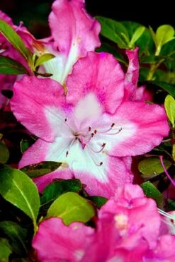 Vibrant Azalea (Harris Hybrid) - 1 Gallon Pot -Plant Lover House Shop Azalea Vibrant 1