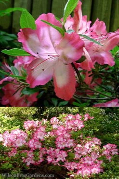 Vibrant Azalea (Harris Hybrid) - 3 Gallon Pot 9 Vibrant Azalea (Harris Hybrid) - 3 Gallon Pot -Plant Lover House Shop Azalea Vibrant 2 2