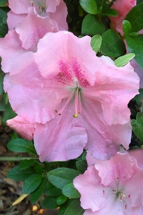 Watchet Dwarf Pink Azalea - 1 Gallon Pot 3 Watchet Dwarf Pink Azalea - 1 Gallon Pot