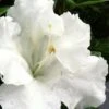 Gumpo White Dwarf Azalea - 1 Gallon Pot 2 Gumpo White Dwarf Azalea - 1 Gallon Pot -Plant Lover House Shop Azalea White Gumpo 500x750 1