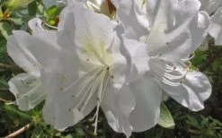 Mrs. G.G. Gerbing White Southern Indica Azalea - 1 Gallon Pot -Plant Lover House Shop Azlea GG Gerbing Flower 1