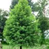 Bald Cypress - Taxodium Distichum - 5 Gallon Pot -Plant Lover House Shop Bald Cypress 1 2