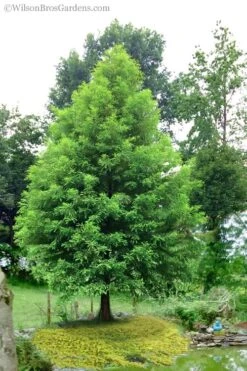 Bald Cypress Tree (Taxodium Distichum) - 1 Gallon Pot
