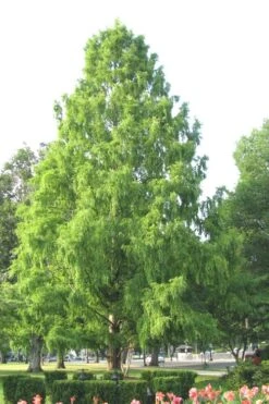 Bald Cypress Tree (Taxodium Distichum) - 3 Pack Of 1.5 Quart Pots -Plant Lover House Shop Bald Cypress 3 3