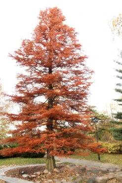 Bald Cypress - Taxodium Distichum - 5 Gallon Pot -Plant Lover House Shop Bald Cypress 4 2