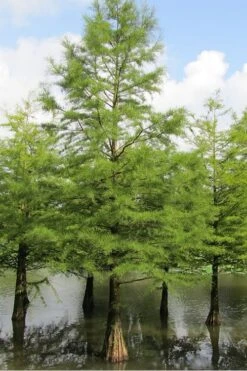 Bald Cypress - Taxodium Distichum - 3 Gallon Pot 17 Bald Cypress - Taxodium Distichum - 3 Gallon Pot -Plant Lover House Shop Bald Cypress 5 1